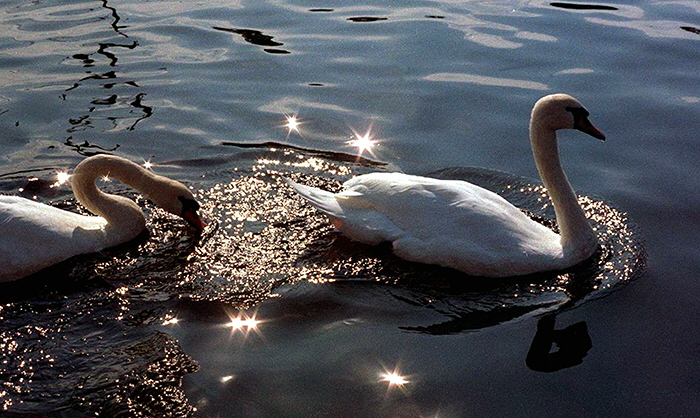 Swans, Stratford-Upon-Avon, England