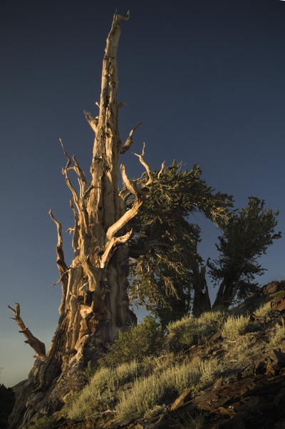 Bristlecone monarch