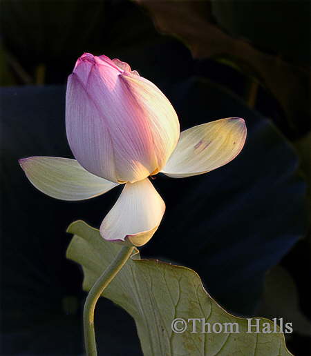 Water Flower, Sanger, Ca. 2004