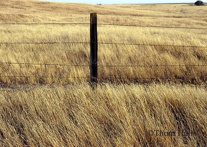 Praire Grasse, Rural Merced County, Ca. 2006