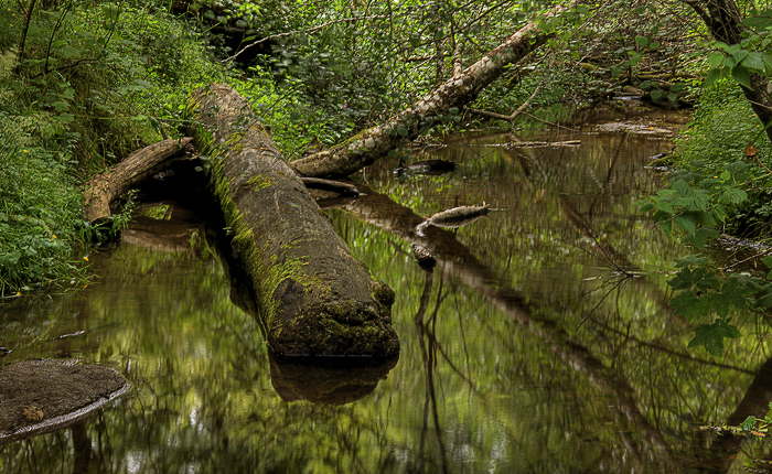 Stream, Mendocino, Ca. 2007