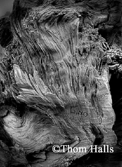 Old redwood stump with Gino, Mendocino, Ca. 2007