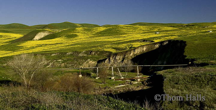 Pipeline and wildflowers, Chalome, Ca. 2008