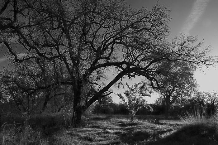 Mother and Child trees, Flood Plain