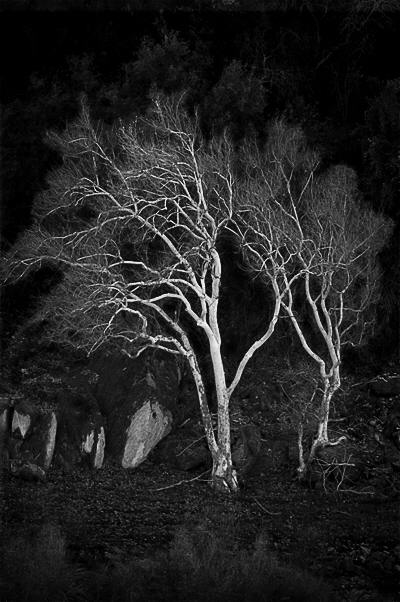 Wind Blown Sycamores, Balch Camp, Ca.