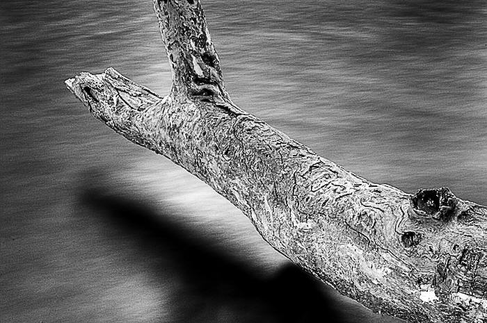 Sycamore Stump and Flowing River