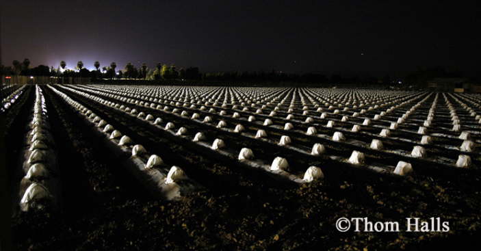 Whitecaps by Night, Fresno, Ca. 2004