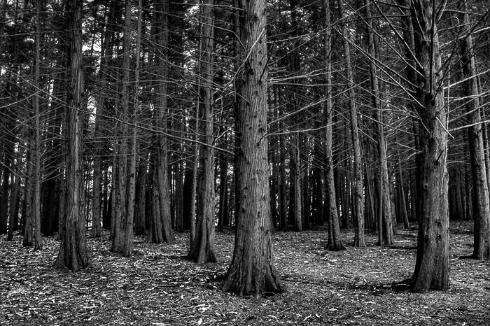 Dying Forest, Half Moon Bay, Ca. 2008