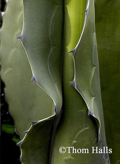 suculent cactus, Monterey, Ca. 2005