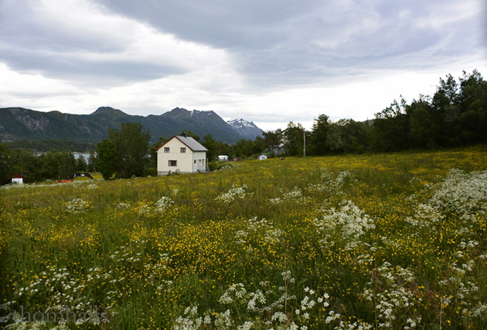 Wildflowers